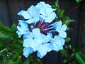 2009-0930-1830_Plumbago_16,7C